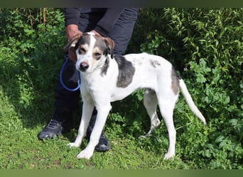 Luigi, Mix Jack Russel Terrier / Beagle , lieb und verträglich