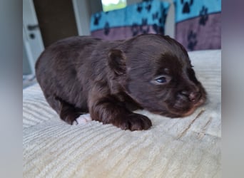 Bezaubernde Welpen aus Bolonka Zwetna und Pomeranian (Zwergspitz)