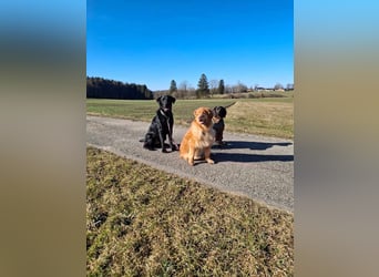 Tyson - der gutgelaunte Traumhund