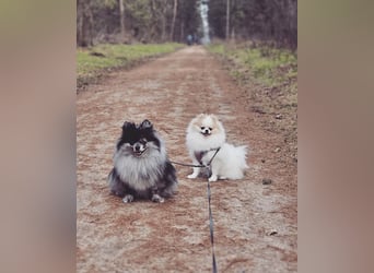 Zwergspitz Pomeranian Welpen Black Tan Merle Sable