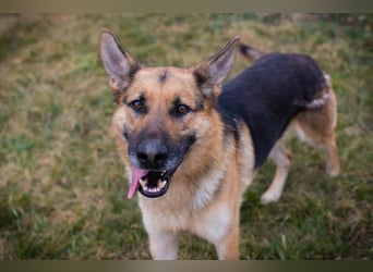 Flash – Dein Partner mit der kalten Schnauze