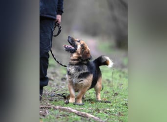 Albert, ca. 4 Jahre jung, 43 cm, wartet so sehr auf seine Chance glücklich zu werden