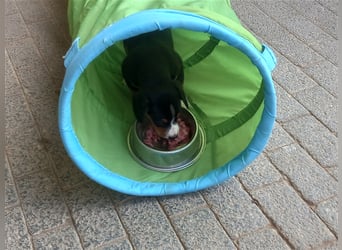 Entlebucher Sennenhund-Welpen "vom Zwergenstübchen" mit Ahnentafel