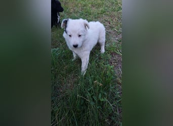 Kleine Mila sucht liebevolles Zuhause
