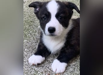 Welsh Corgi Cardigan puppies