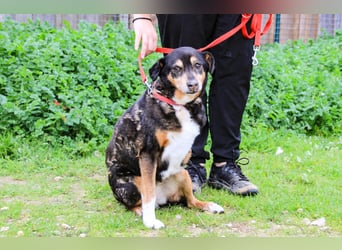 Estrelinha  - Mix Schäferhund / Labrador, lieb und verträglich