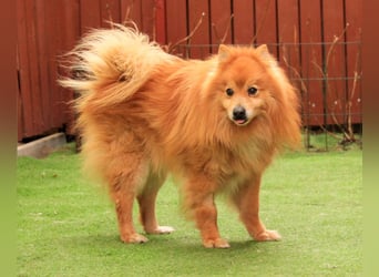 Balu SR – Schatz sucht Ruhe