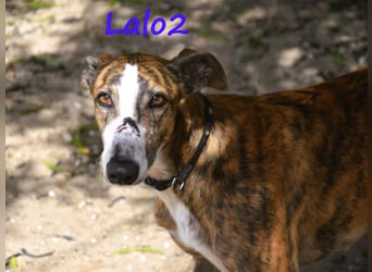 Lalo2 09/2023 (ESP) - sehr freundlicher und verspielter, wunderschöner Galgo!