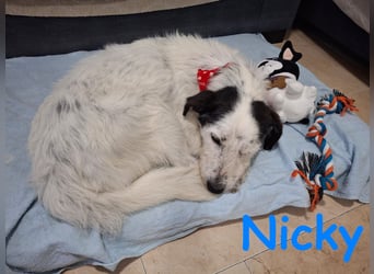 Nicky 01/2019 (ESP Pflegestelle) - braver, ausgeglichener und unglaublich lieber Bodeguero-Mix!
