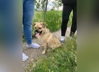 Jedi, geboren 01.01.2023, 45cm sucht sein Zuhause