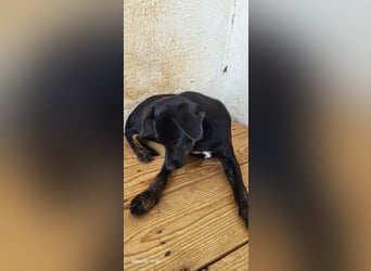 Pippa, muss dringend aus dem Tierheim raus