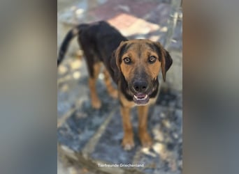 Jutta - unsere kleine Strandprinzessin sucht ihr Für-immer-Zuhause!