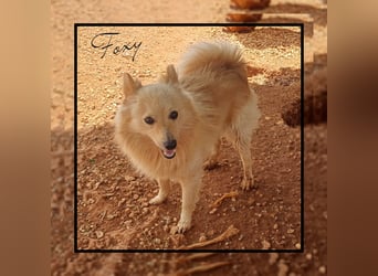 Der soziale u. anhängliche Spitz Rüde FOXY sucht Familienanschluss! MIT VIDEO!