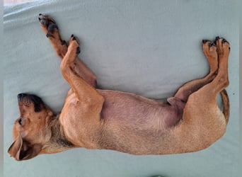Kino, katzenverträglich und sozial