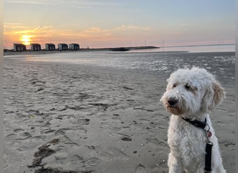Goldendoodle F1b Welpen F1bb -apricot hell dunkel