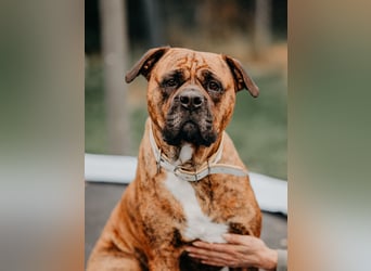 Bulldog Bonny (Tierschutz)