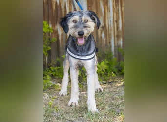 Boomer-SI, junger Hund sucht aktive Familie
