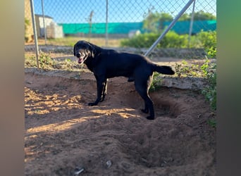 unproblematischer, feiner Hundkerle
