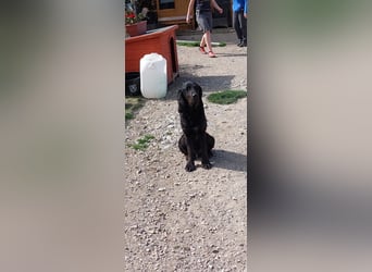 Mogli