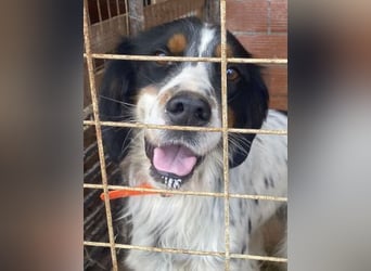 Milo - freundlicher Setter sucht sein Für-immer-Zuhause