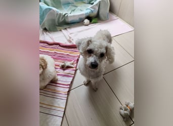 MILA - die liebe kleine Maus ist noch etwas zurückhaltend und sucht eine liebevolle Familie