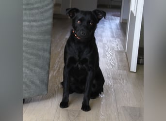 Blue - Schatz sucht Körbchen