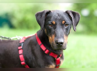 Chapi - quirliger, verschmuster Familienhund - Tierhilfe Franken e.V.