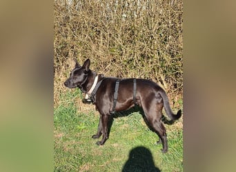 Faustino, Labrador-Mix - freundlich und sozial