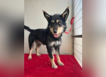 Ledi, Schnauzer-Mix, Hündin, geb. 02.04.2023, ca. 42 cm