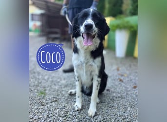 Coco der Liebevolle