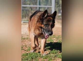Rocky (Spanien) - liebevoller Senior sucht Alterswohnsitz