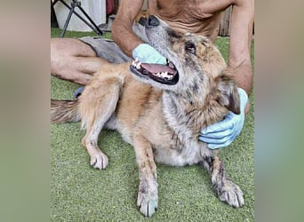 Simba sucht jemanden zum Kuscheln