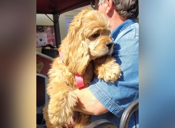kuschlige Gioja, ein Hund für's Herz (Tierschutz)