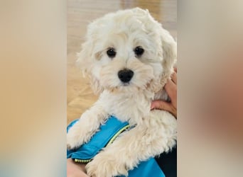 Cockapoo ! Bezaubernde Welpen aus langjähriger, bewährter u. überprüfter Haus/Familienaufzucht.