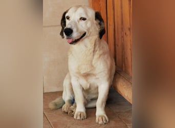 Baloo