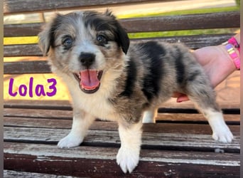 Lola3 geb. 05/2025 (ESP) - clevere Border-Collie-Mix Welpin!