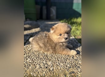 Pomeranian / Zwergspitz Rüde Pluto