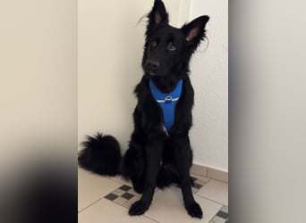 Bodhi - Neues Jahr, neues Glück? (67489 Kirrweiler)