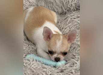 Chihuahua Rüden 9 Wochen alt mit Ahnentafel