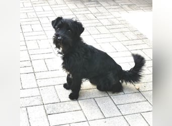 Bennie, Terrier-Dackelmischling, geb. 2024, aktiver Junghund sucht aktive Familie
