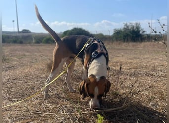 Dimmi – junger französischer Laufhund-Mischling sucht liebevolles Zuhause