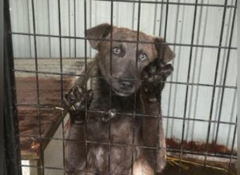Blue: neu im Tierheim, fröhlich und offen
