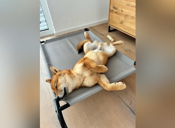 Shiba inu Welpen mit Papieren, Transport möglich!