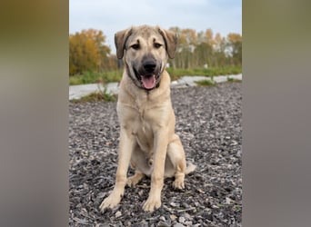 Atilla - Zuhause gesucht