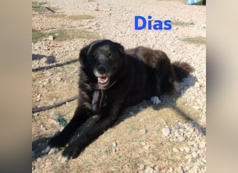 Dias, 10/19 – ruhiger, lieber Schmuser sucht sein Kuschelkörbchen