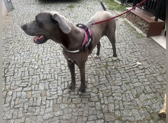 Deutsche Dogge