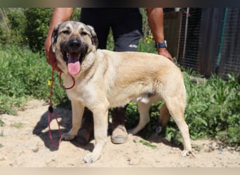 Lovis, Mix Labrador / Rafeiro Alentejano