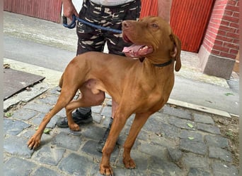 Carlos, geboren 08.01.2021, 69cm sucht aktives Zuhause