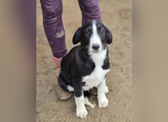Hübscher Elvis sucht Zuhause für immer!