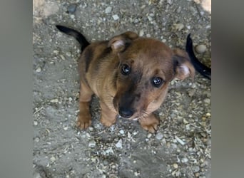 FRIEDA - DACKELWELPE SUCHT ZUHAUSE